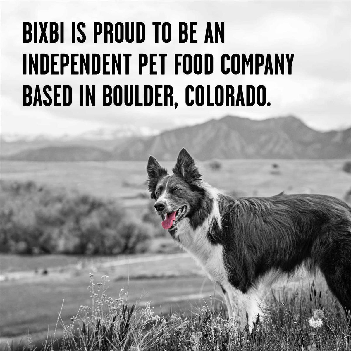 Freeze-Dried Dog Food N737388