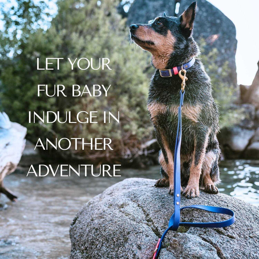 Waterproof Odorless Dog Collar A8267
