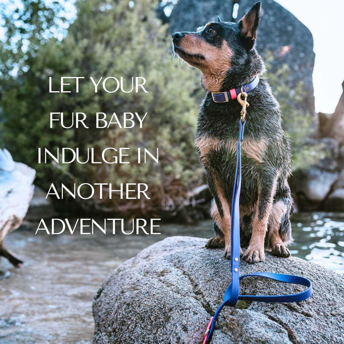 Waterproof Odorless Dog Collar A8267
