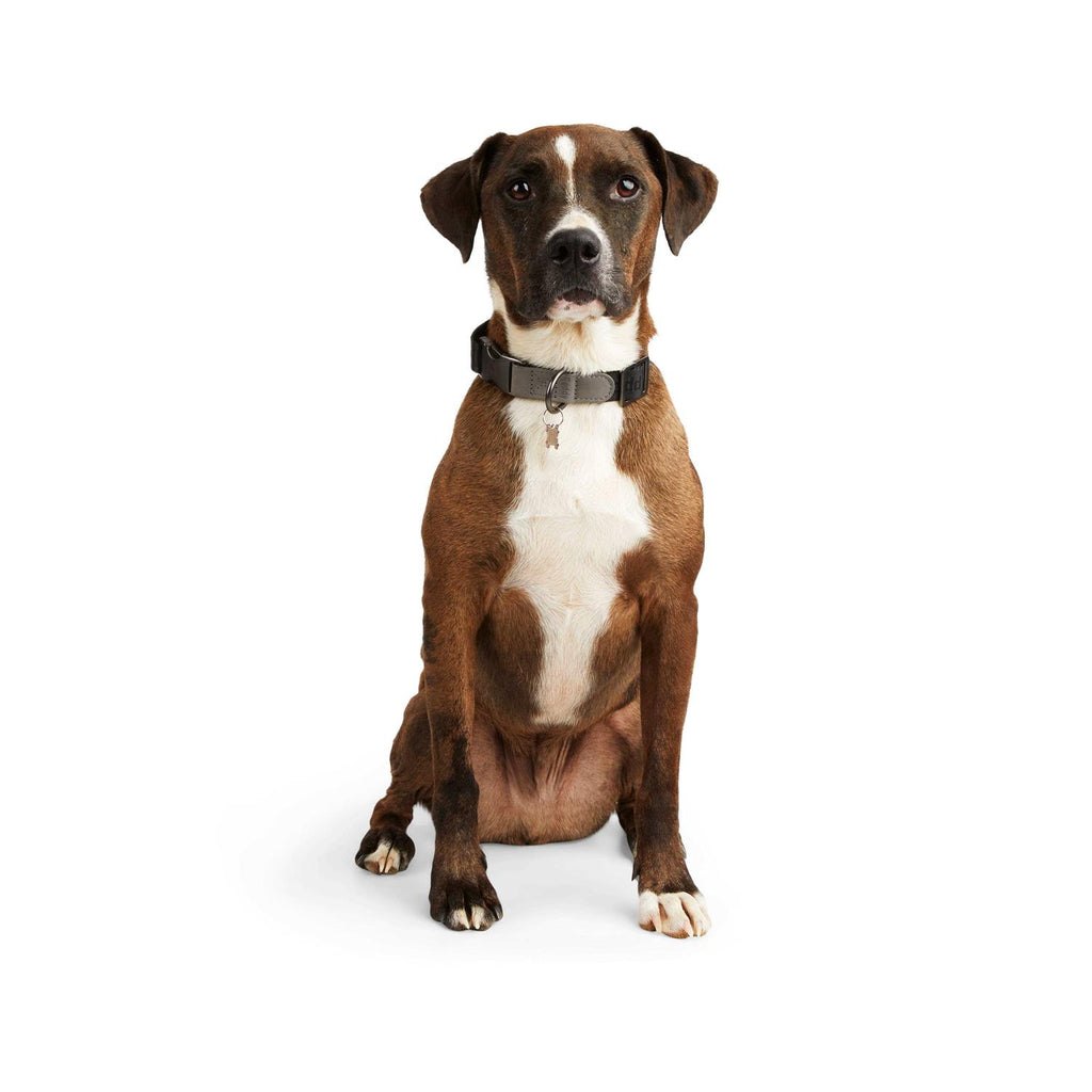 Dog Collar C728898