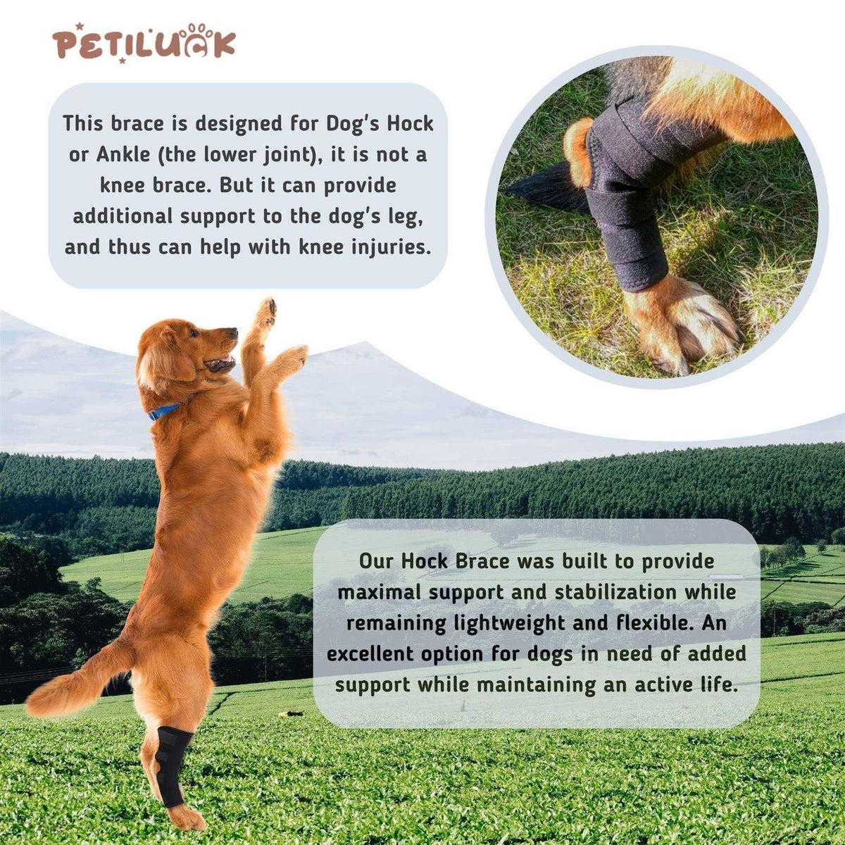 Waterproof Dog Rear Leg Hock Joint Wrap Z6518
