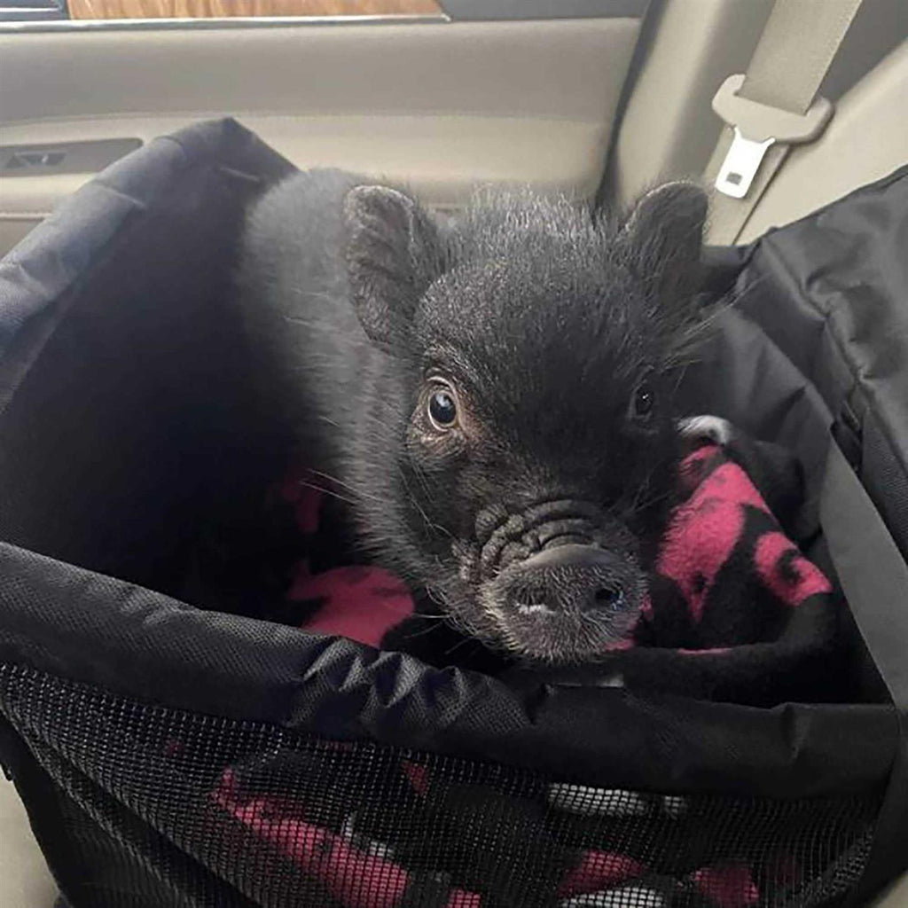 Pet Car Seat C615187