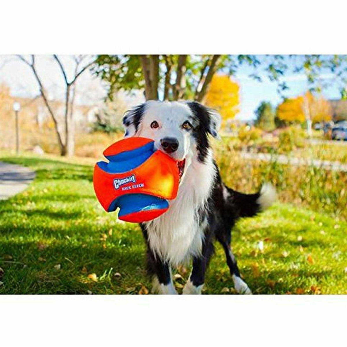 Dog Toy Y205