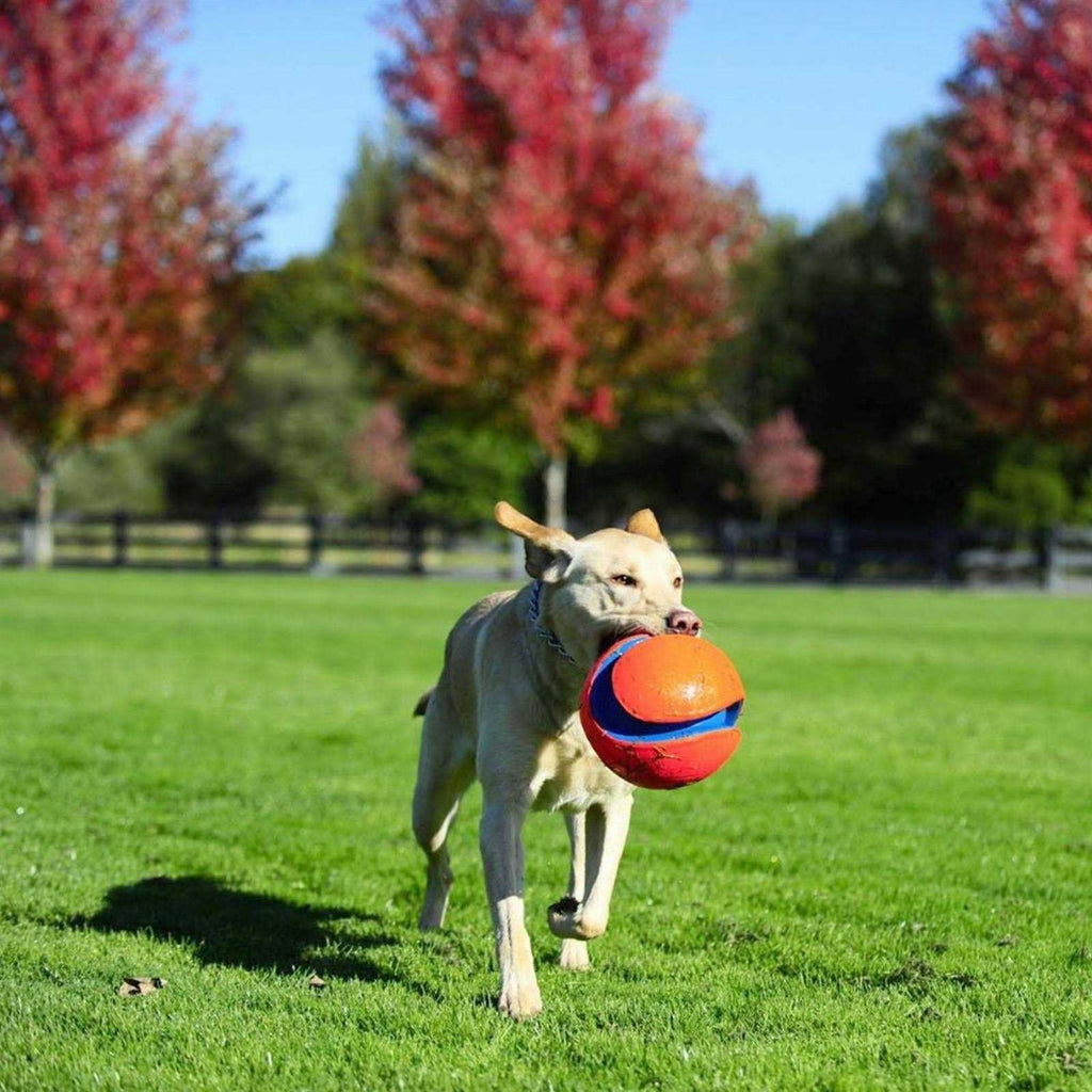 Dog Toy Y205