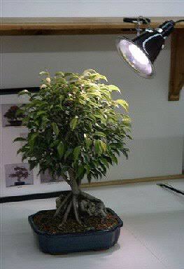 32W Fluorescent Grow Light Kit U5750