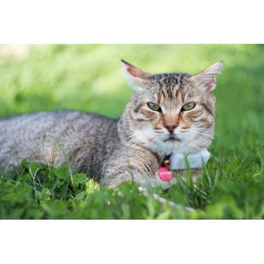 GPS Cat Collar Y3547