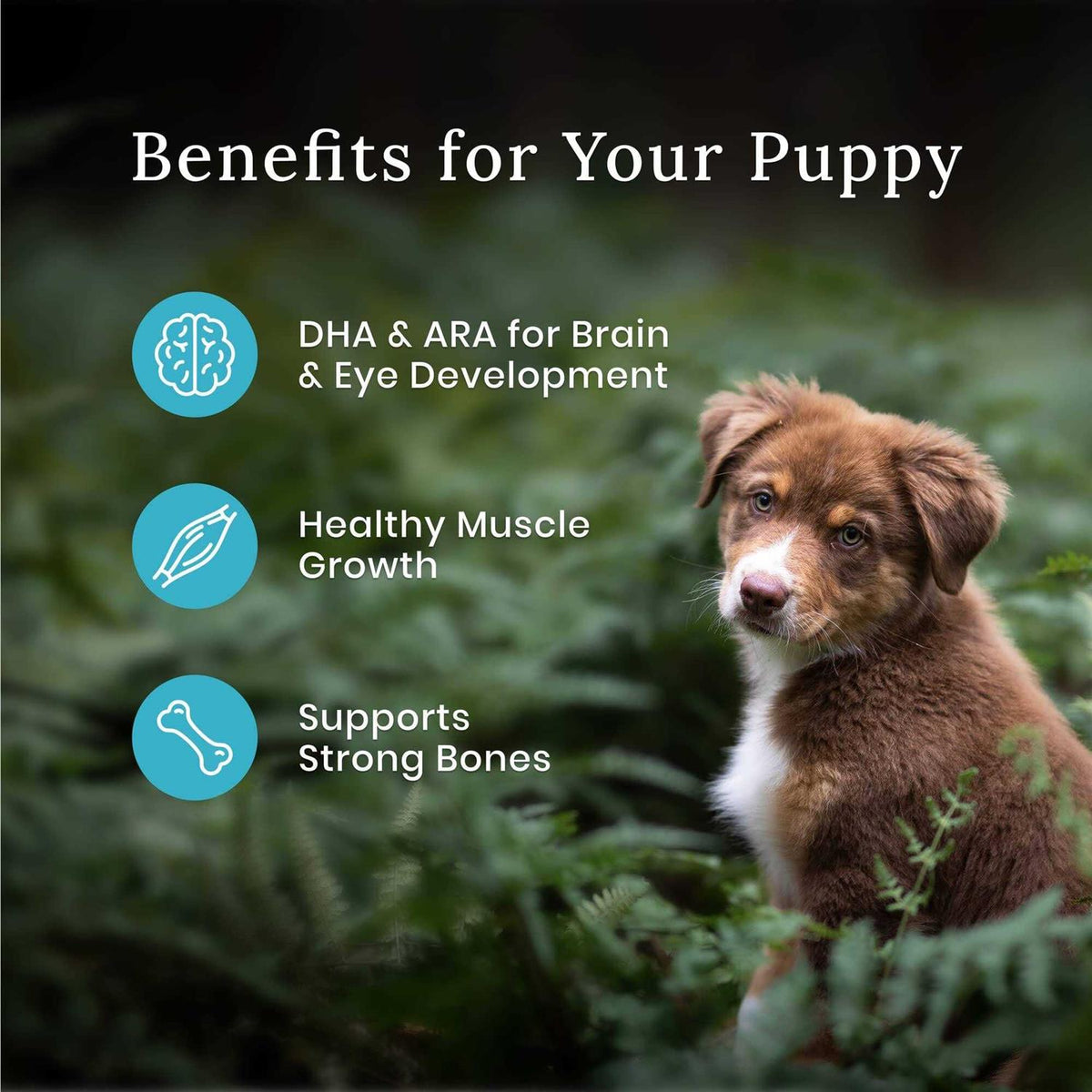 High Protein Natural Puppy Dry Dog Food Chicken G30153